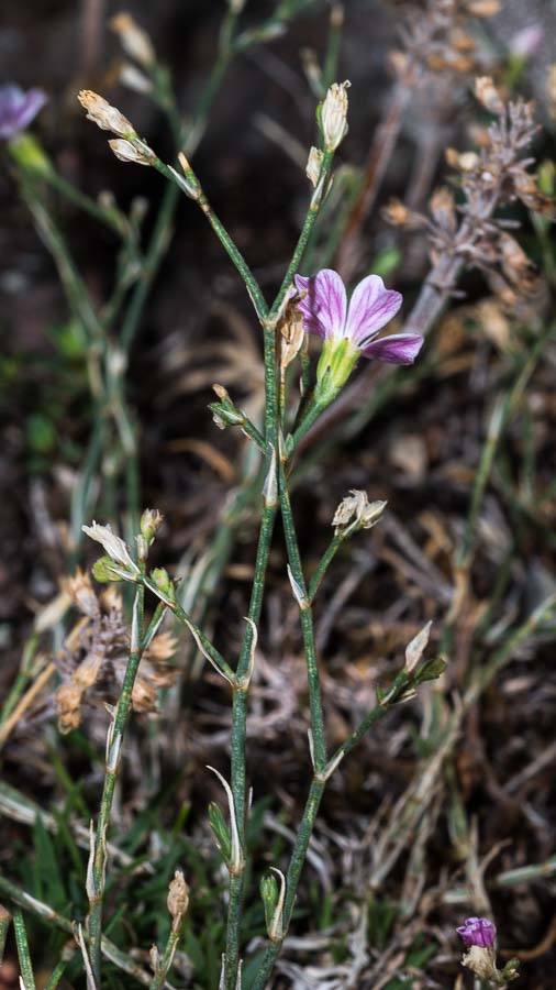 Caryophyllacea in ofiolite - Petrorhagia saxifraga